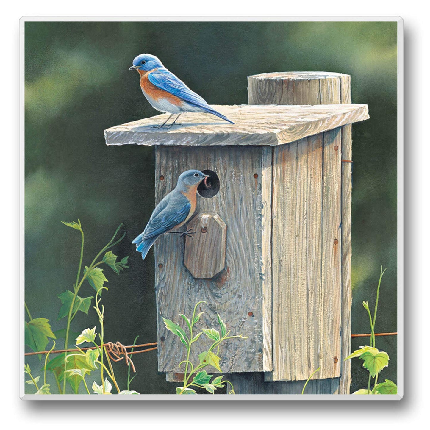 Thirstystone Bluebird Home Single Tumbled Tile Stone Coaster with Protective Cork Backing Manufactured in The USA 4" Square, Artistic, Easily Wipes Clean